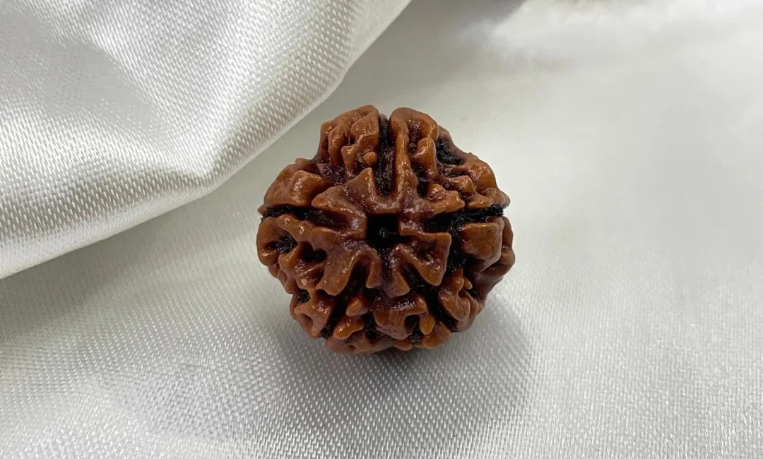 5-Mukhi-Rudraksha-_-_-_-Rudra-Charms-14531891