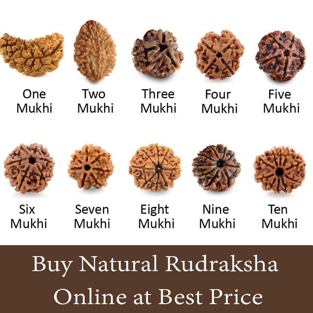 Buy Natural Rudraksha online at Best Price